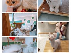-飞行喵MR PILOT|猫舍·猫咖(静安大融城店)