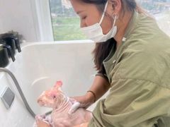 -爱洗澡的猫(望京店)