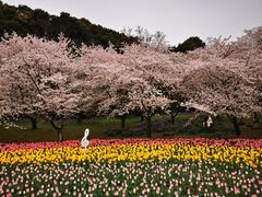 -苏州上方山国家森林公园