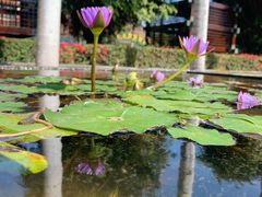 -三亚海棠湾万丽度假酒店