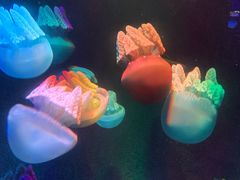 -锦艺城海洋馆