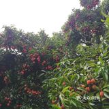 今年广东夏日的荔枝现摘现吃最甜！