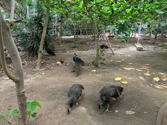 -呀路古热带植物园