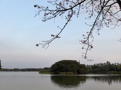 -海珠湖公园