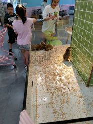 -Moni星球萌宠·小马宝莉·灵蛇·高端高阶全萌宠互动体验俱乐部(红豆国际广场店)