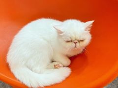 -More Fun猫咖 二十只万元加菲主题
