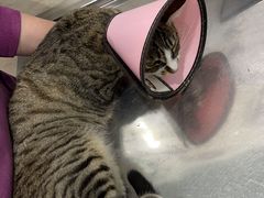 -暖阳宠物医院·犬猫康复中心·骨科
