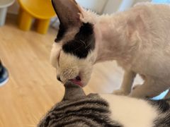 -有喵·猫咖·狗咖·30几只猫10只小狗(岗厦店)