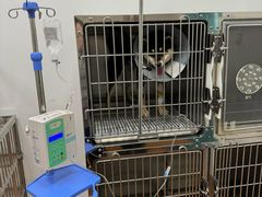 -北京观赏动物医院·24小时大型综合·猫专科·异宠专科