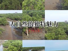 -北海金海湾红树林生态旅游区