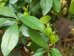 -广州神农草堂中医药博物馆