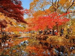 -秋霞圃