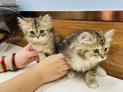 -瑞派·关忠动物医院·异宠专科·犬猫肿瘤·皮肤专科(望京店)