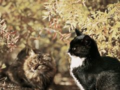 -北京西山国家森林公园