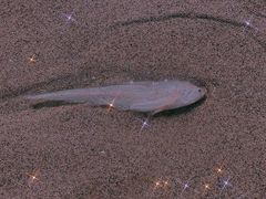 -南澳海滩