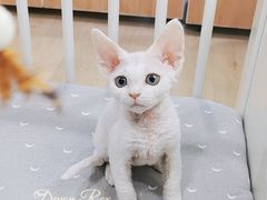 -十年猫舍·猫咪专门店(普陀店)