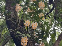 -深圳仙湖植物园