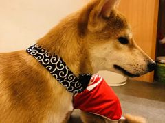 -豆柴町-柴犬主题狗咖(红鼎国际C座店)