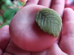 -祥禾饽饽铺·中式糕点(天津河东美福园店)