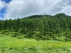 -塞罕坝国家级自然保护区