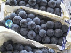 -马陆小张葡萄园农家乐