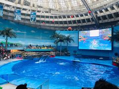 -海合安成都极地海洋公园