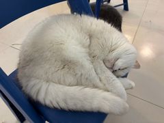 -平行世界·猫咖(首经贸店)