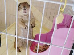 -猫色咖啡·猫咖
