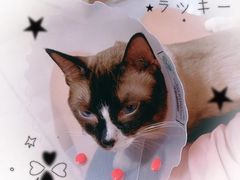 -纳吉亚猫专科动物医院博雅分院