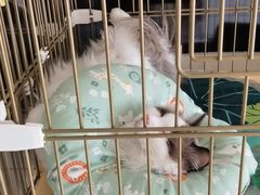 -瑞派长江宠物医院·猫科·外科·24小时夜护(谊城公寓分院)