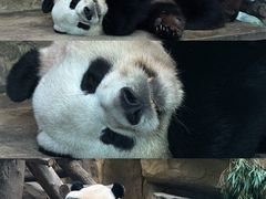 -成都动物园