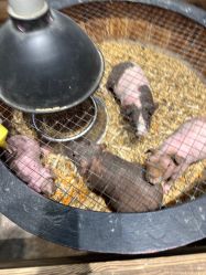 -酷嗒动物文化乐园(cutezoo西溪乐天城店)