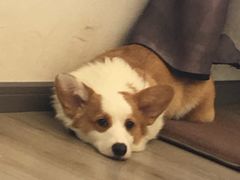 -浣熊柯尔鸭土拨鼠·电玩咖