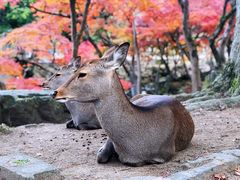 -料亭菊水楼