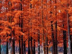 -白鹭湾湿地公园