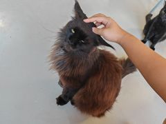 -豆逗聊愈猫阁Easy Life