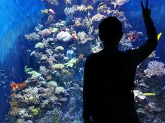 -新加坡海洋生态馆