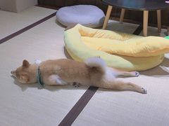 -逗柴咖啡屋·狗咖猫咖宠物桌游