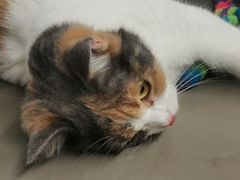 -Cappucimeow猫咪咖啡馆(韦伯时代店)