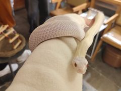 -吉丁鸟咖·异宠·寄养
