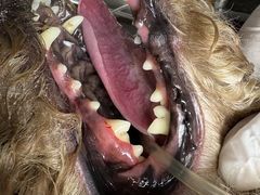 -博特宠物医院24h犬猫全科.骨科·异宠