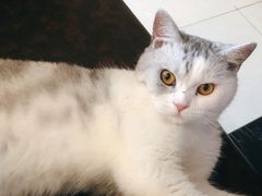 -猫咪咖啡店(新城大街店)