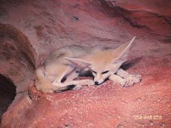 -Zoolung Zoolung动物主题公园(海信广场店)