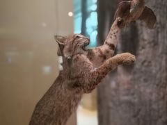 -美国自然历史博物馆