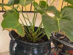 -陈熹公民族美食文化餐厅(中华广场店)