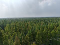 -黄海国家森林公园