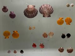 -青岛贝壳博物馆