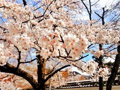 -醍醐寺
