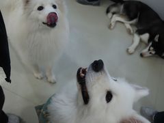 -共舞时光猫咖·狗咖(新街口店)