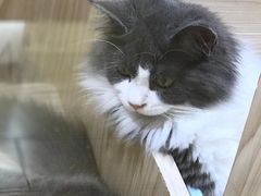 -屋虎猫馆(宝安大仟里店)